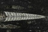 Polished Fossil Orthoceras (Cephalopod) - Morocco #138377-1